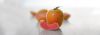 <strong>November selection:</strong> Hidden Rose apples ship in mid-November as part of a 3, 6 or 12 month program.